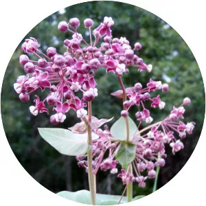 Heart-leaf milkweed