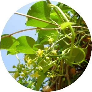 Heart-leaved moonseed