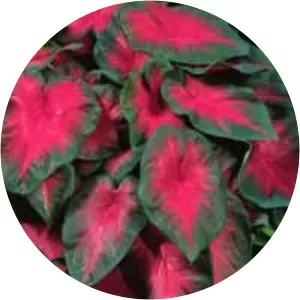 Heart of Jesus - Plants