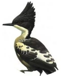 Heart-spotted woodpecker