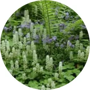 Heartleaf foamflower - Plants