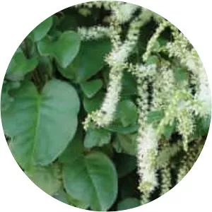 Heartleaf maderavine madevine