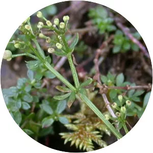 Heath Bedstraw - Plants