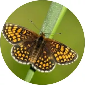Heath fritillary