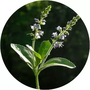 Heath speedwell - Plants