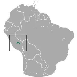 Heavy-browed mouse opossum