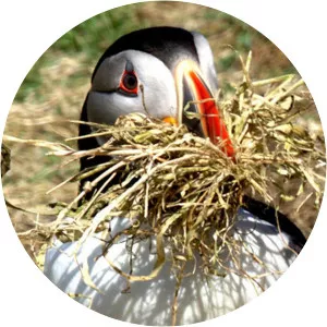 Hebrides: Islands on the Edge - TV series