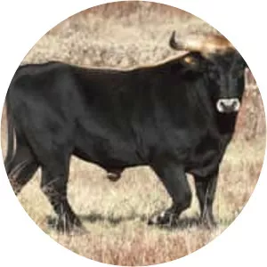 Heck cattle - Domesticated cattle breed