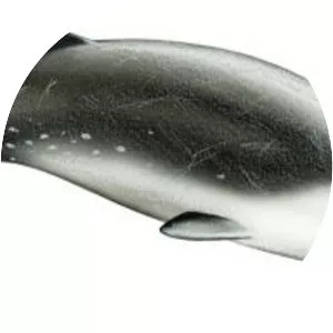 Hector's beaked whale