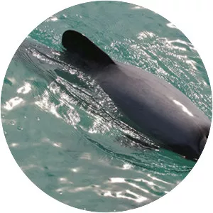 Hector's dolphin