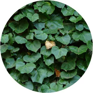 Hedera canariensis - Plants
