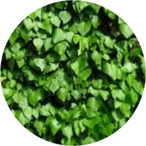 Hedera hibernica (Parlak Yapraklı Orman Sarmaşığı)