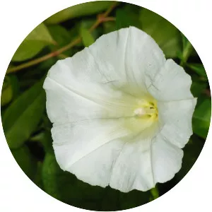 Hedge bindweed