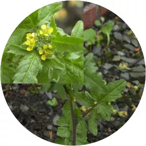 Hedge Mustard - Plants