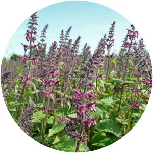 Hedge woundwort - Plants