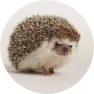 Hedgehog