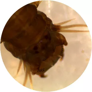 Hediste diversicolor - Animal