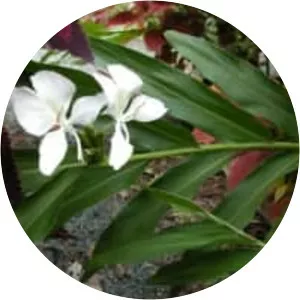 Hedychium coronarium