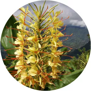 Hedychium