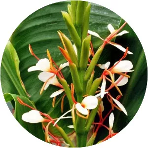 Hedychium spicatum