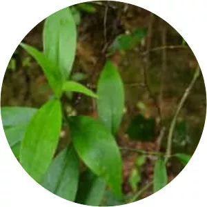 Hedyotis scandens