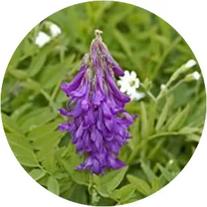 Hedysarum hedysaroides