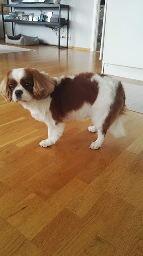 Heidi's Hundesalong - Pet groomer in Oslo, Norway