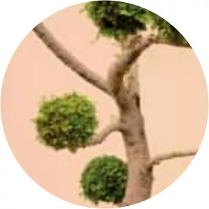 Heidi Specker - Photographer