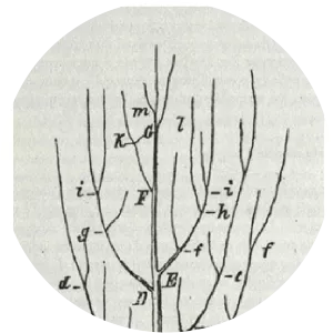 Heinrich Georg Bronn