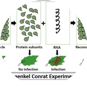 Heinz Fraenkel-Conrat - Biochemist