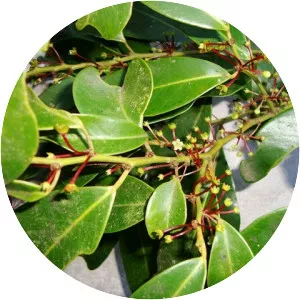 Heisteria silvianii - 