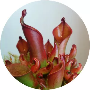 Heliamphora