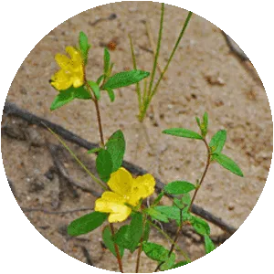 Helianthemum canadense - Plants
