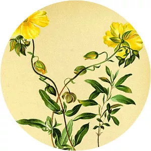 Helianthemum grandiflorum - 