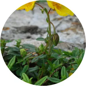 Helianthemum nummularium