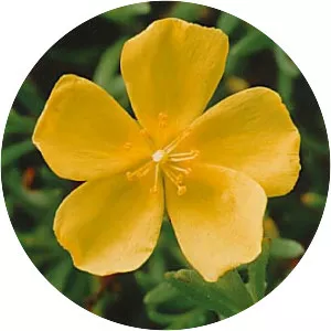 Helianthemum scoparium - Plants