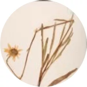 Helianthus carnosus - 