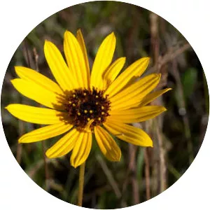 Helianthus heterophyllus - 