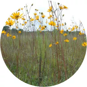 Helianthus occidentalis - Plants