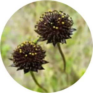 Helianthus radula