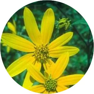 Helianthus schweinitzii