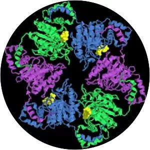 Helicase - Protein