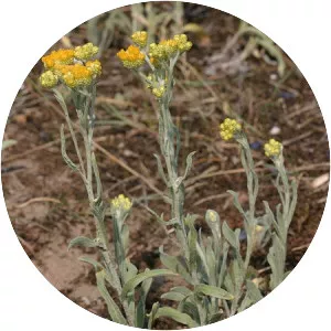 Helichrysum arenarium