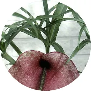 Helicodiceros muscivorus - Plants