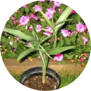 Helicodiceros - Plants