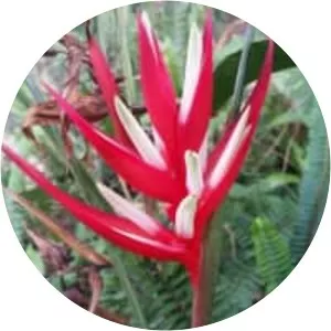 Heliconia angusta