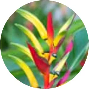 Heliconia hirsuta