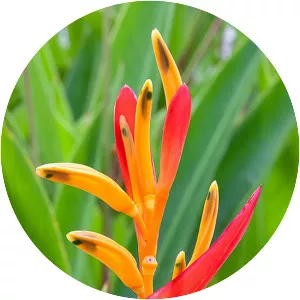 Heliconia psittacorum