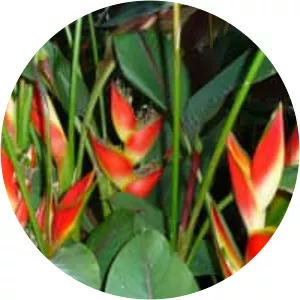 Heliconia stricta - 