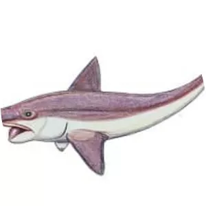 Helicoprion